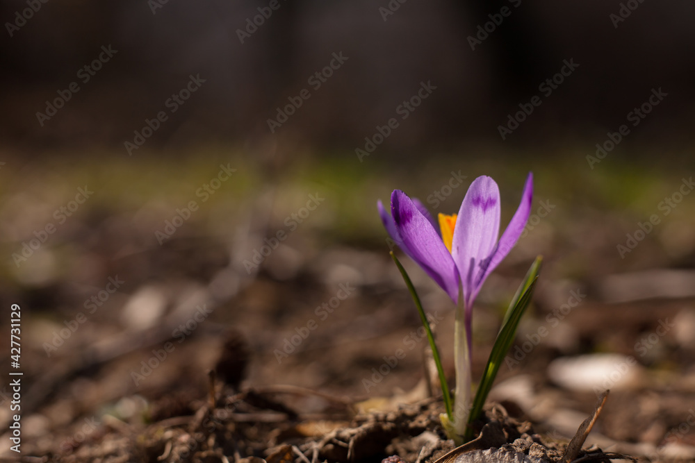 blooming crocuses, a symbol of spring. blooming crocuses, a symbol of spring.