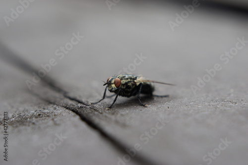 Housefly sitting on the gray board
