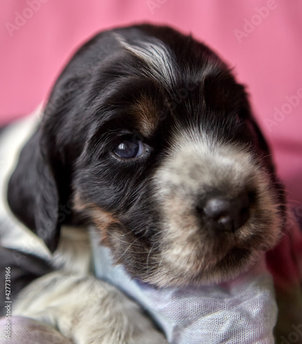 Portrait of a cute English Cocker Spaniel puppy. Color blue roan with tan.