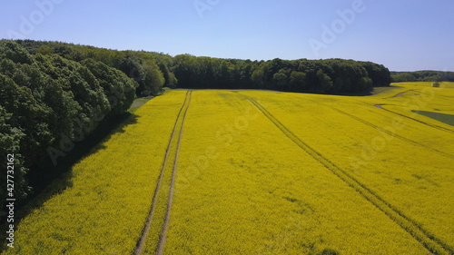 Aerial view of a yellow rape seed field with tractor lanes