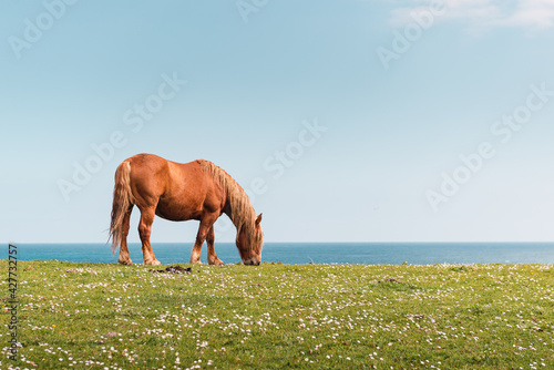 Fotografie horse grazing calmly in the field with the sea in the background