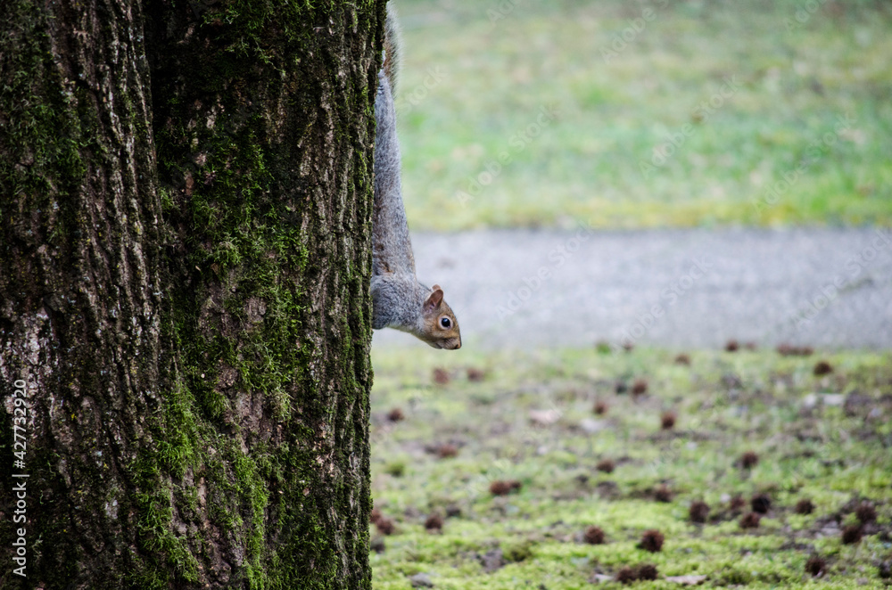 Fototapeta premium Little squirrel on a tree