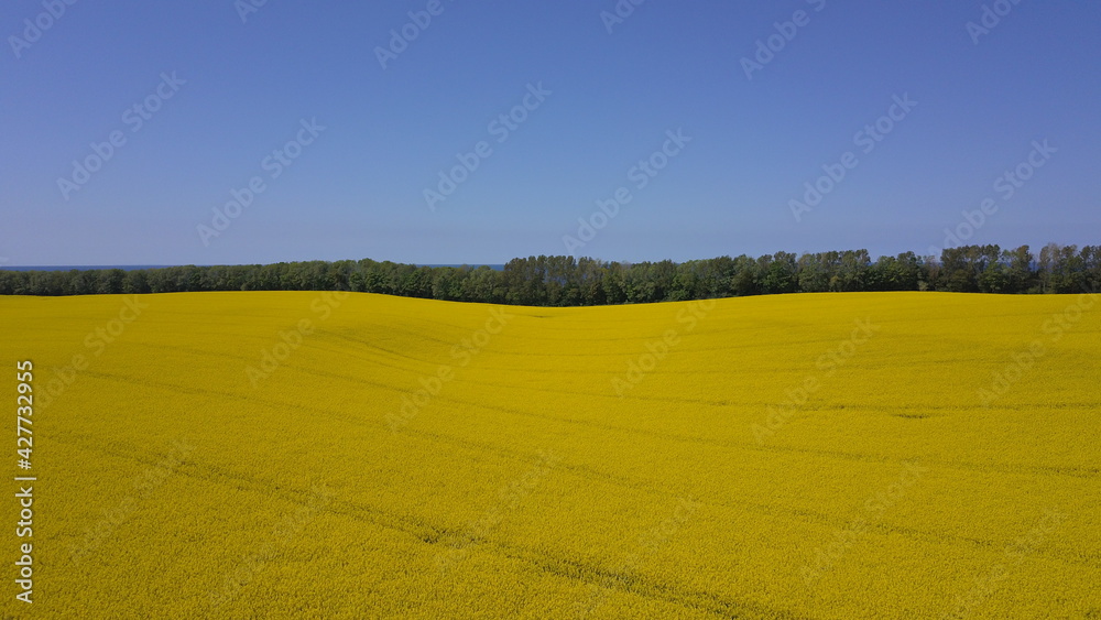 Aerial view of a yellow rape seed field with tractor lanes