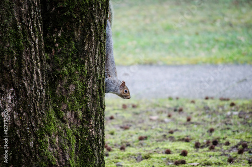Little squirrel on a tree