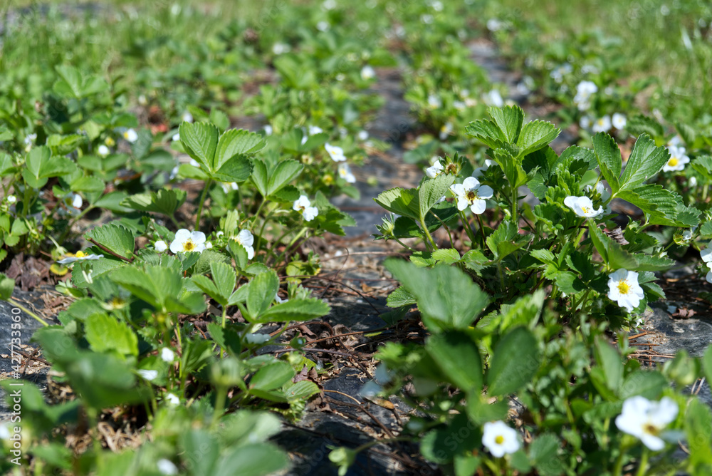 rows of strawberries in bloom on a farm rows of strawberries in bloom on a farm