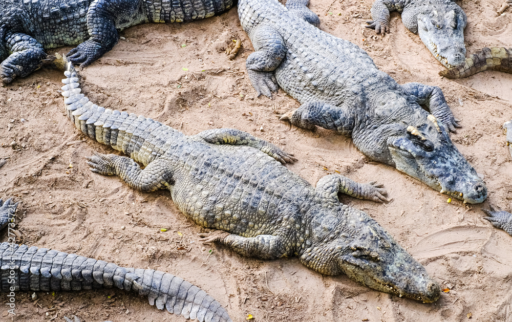 Wild crocodiles on the river bank in the jungle Wild crocodiles on the river bank in the jungle