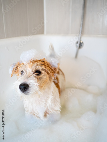 Bathing a Jack Russell Terrier puppy in a bubble bath after a walk
