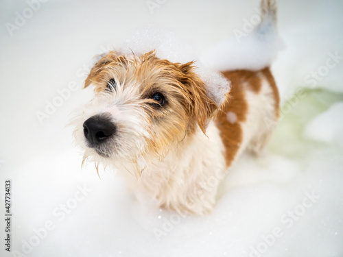 Bathing a Jack Russell Terrier puppy in a bubble bath after a walk