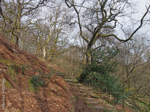 stepped path going uphill between old beech trees in woodland on a spring morning bare branches and grey sky