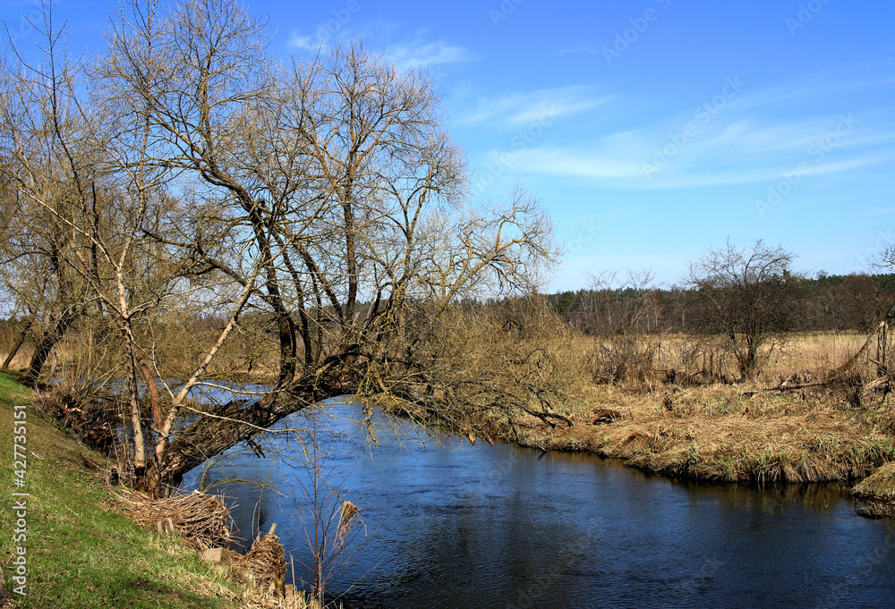 An old tree without leaves leaning over the Suprasl River. Early spring by the river An old tree without leaves leaning over the Suprasl River. Early spring by the river