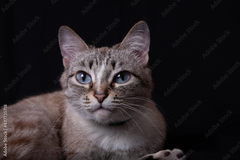 Cute Thai breed cat on a black background