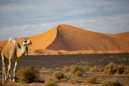 camel on Sahara desert, Morocco