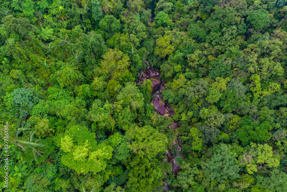 Aerial top view of tropical forest - beautiful tranquil scenery in jungle -  tree view from above - healthy environment and Rainforest ecosystem concept