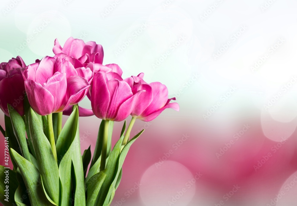 Obraz premium Tulip.