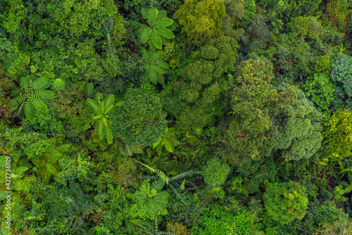 Fototapeta Naklejka Na Ścianę i Meble -  Aerial top view of tropical forest - beautiful tranquil scenery in jungle -  tree view from above - healthy environment and Rainforest ecosystem concept