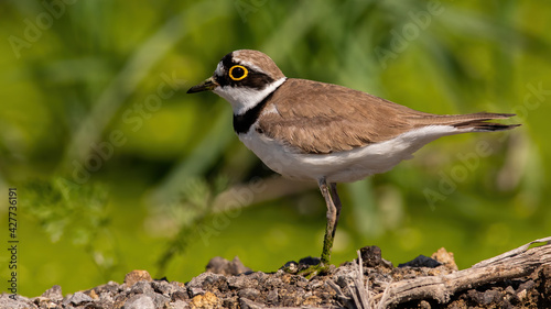 Little ringed plover standing on ground in summer nature