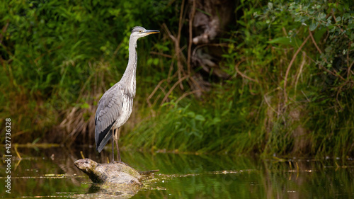 Grey heron looking from a wood in water with copy space