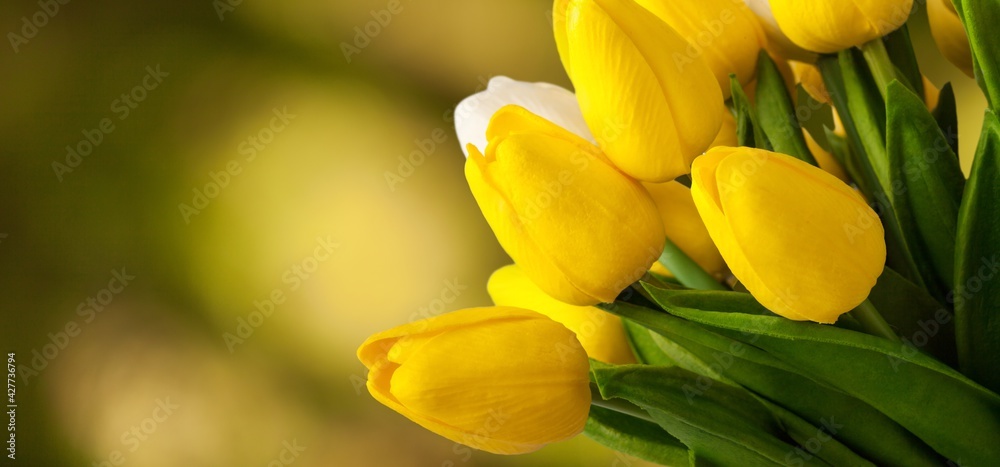 Obraz premium Tulip.