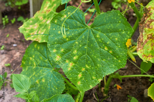 Cucumber leaves affected by downy mildew Fototapet