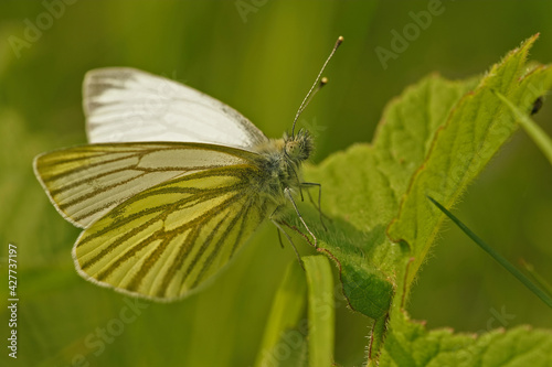 Closeup of a green-veined white , Pieris napi, posing with open wings on a green leaf