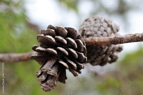 Macro image with selective focus of the sand pine tree also known as Florida spruce pine and scrub pine. Small shortleaf pine on a tree branch. photo