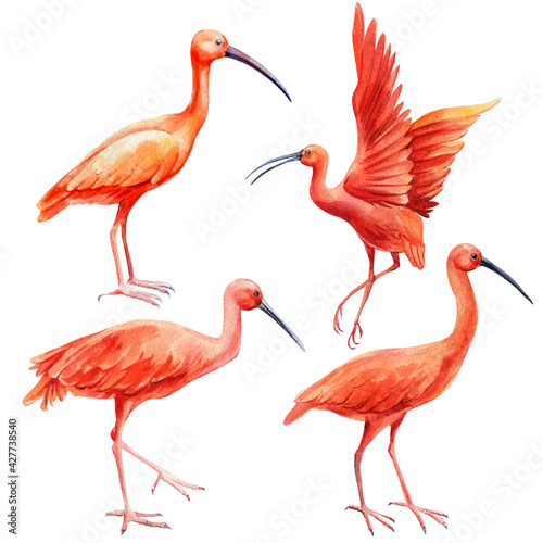 Set of scarlet ibis close up on isolated white background. Watercolor birds