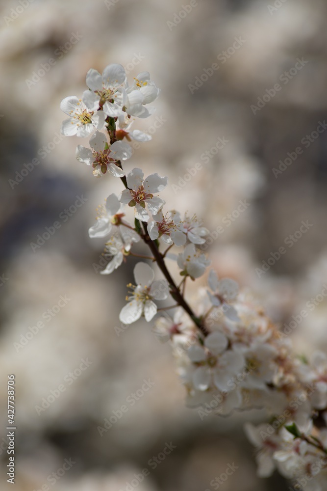 Blossoming cherry tree in spring, white flowers close-up in the background. Blossoming cherry tree in spring, white flowers close-up in the background.