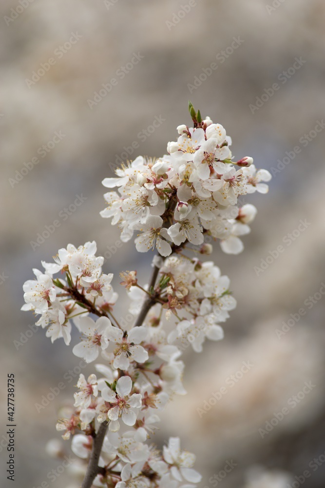 Blossoming cherry tree in spring, white flowers close-up in the background. Blossoming cherry tree in spring, white flowers close-up in the background.