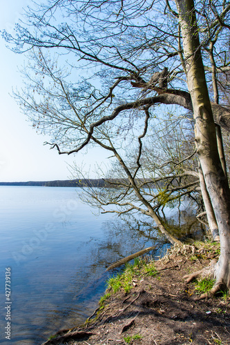shoore of the lake with trees (Stienitzsee, Märkisch-Oderland, Brandenburg)