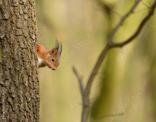 Eichhörnchen  © Christian