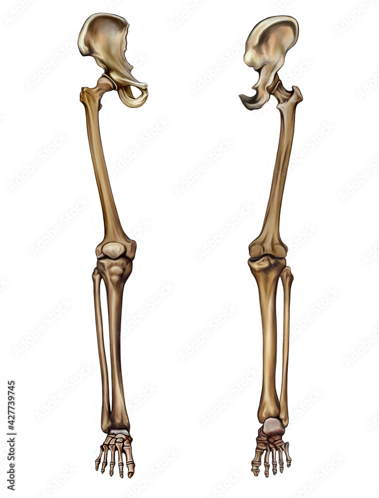 human leg bones (membrum inferius liberum)
