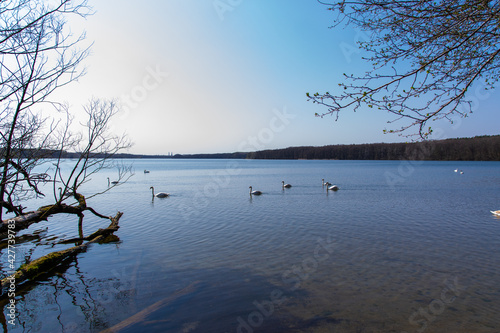 shoore of the lake with trees and swans  Stienitzsee  M  rkisch-Oderland  Brandenburg 