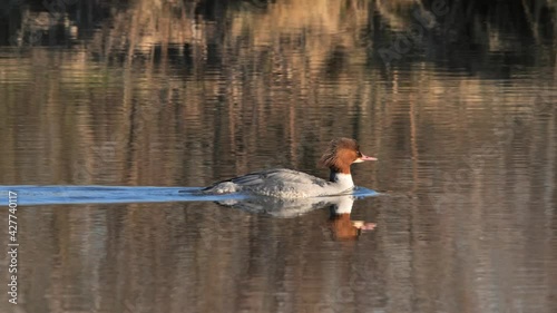 Common merganser in a pond swimming. (Mergus merganser) Goosander female 	 photo