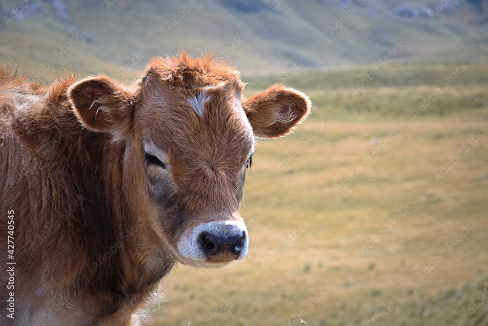 Young bull in The Durmitor NAtional Park