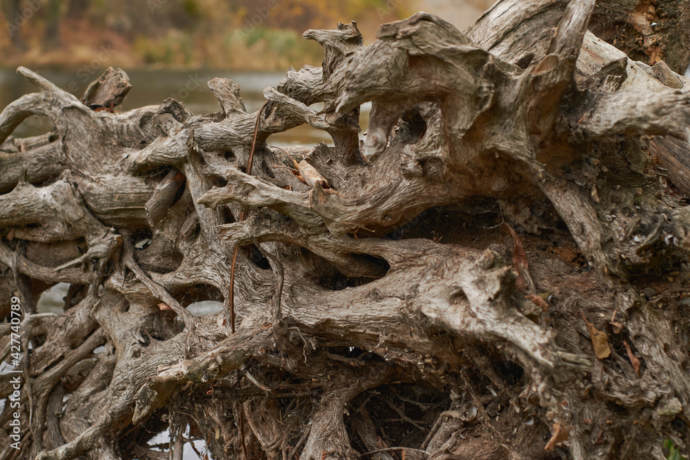 Part of the root system of a dead tree lying on the river bank. The old tangled roots are inhabited by mollusks. Part of the root system of a dead tree lying on the river bank. The old tangled roots are inhabited by mollusks.