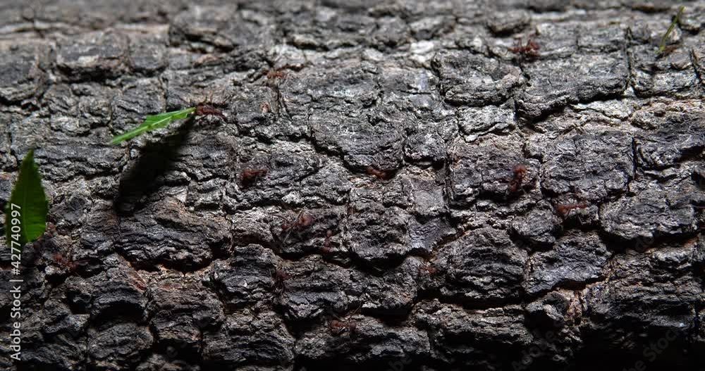 Ant team work  - colaborative work