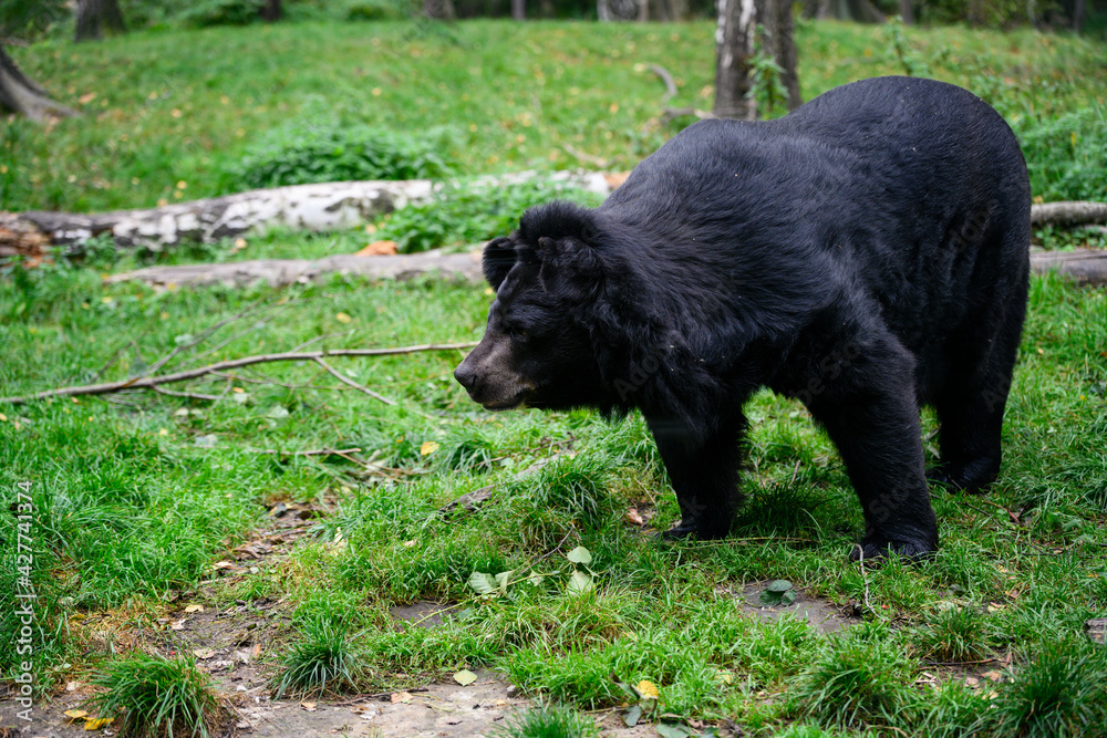 Ursus thibetanus - eared bear outdoors in nature. Ursus thibetanus - eared bear outdoors in nature.