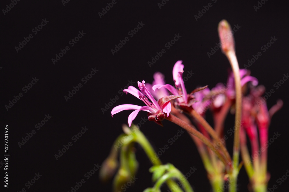 Flower of a Pelargonium ionidiflorum Flower of a Pelargonium ionidiflorum