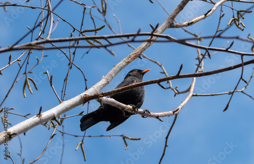 Starling sitting high on birch tree branch, blue sky in background.