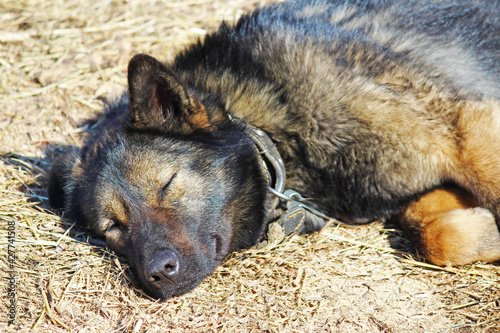 Dog sleeping on the ground, shepherd breed.