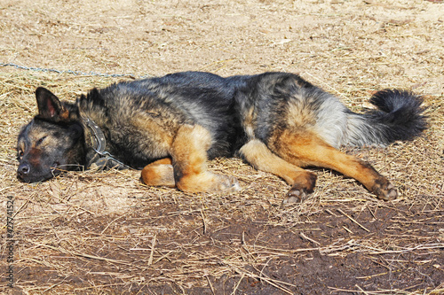 Dog sleeping on the ground, shepherd breed.