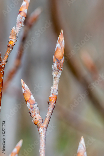 Tablou canvas Buds of European beech or common beech (Fagus sylvatica).