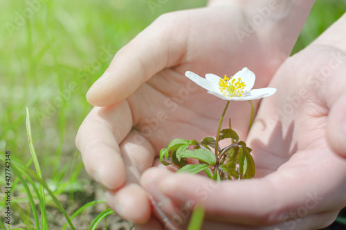 Close-up of hands holding one white wild flower against a green blurred field background. Concept of care