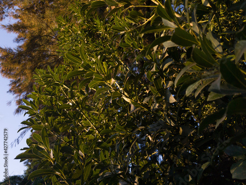 Wallpaper Mural green leaves in the sun Torontodigital.ca