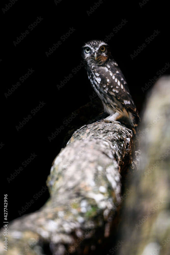 Fototapeta premium Athene noctua - little owl sitting on a branch.
