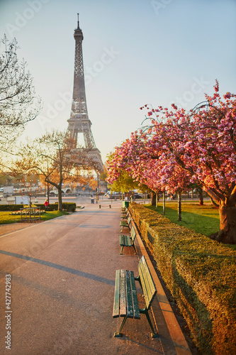 Scenic view of the Eiffel tower with cherry blossom trees in full bloom in Paris © Ekaterina Pokrovsky