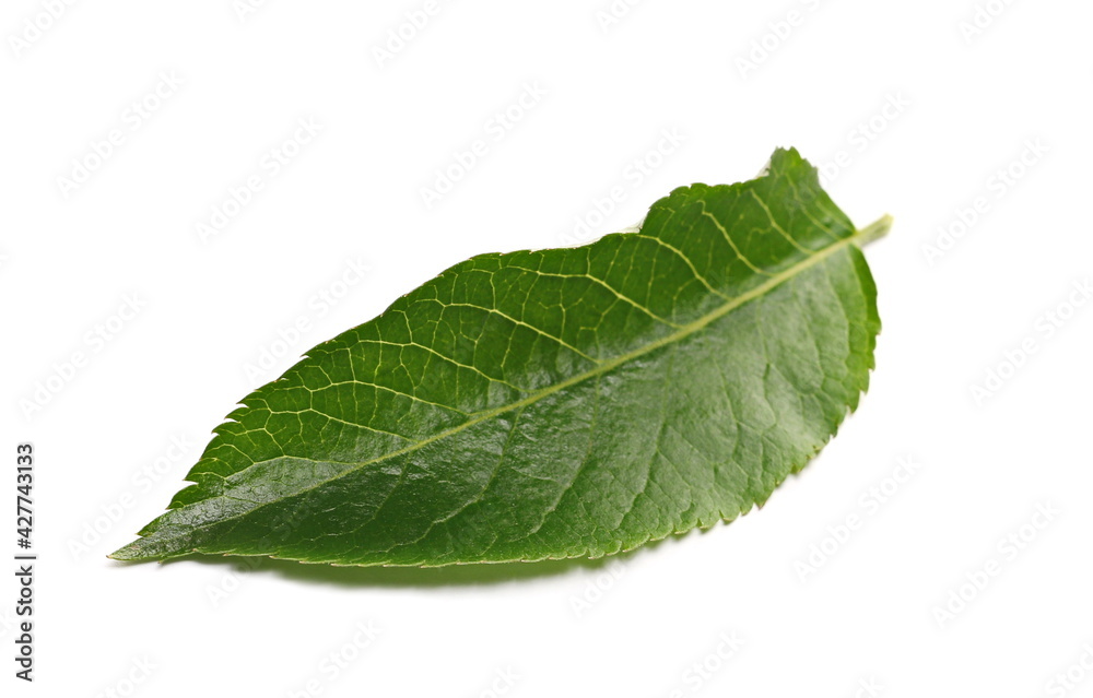 Elder, elderberry plant with young leaf isolated on white background Elder, elderberry plant with young leaf isolated on white background