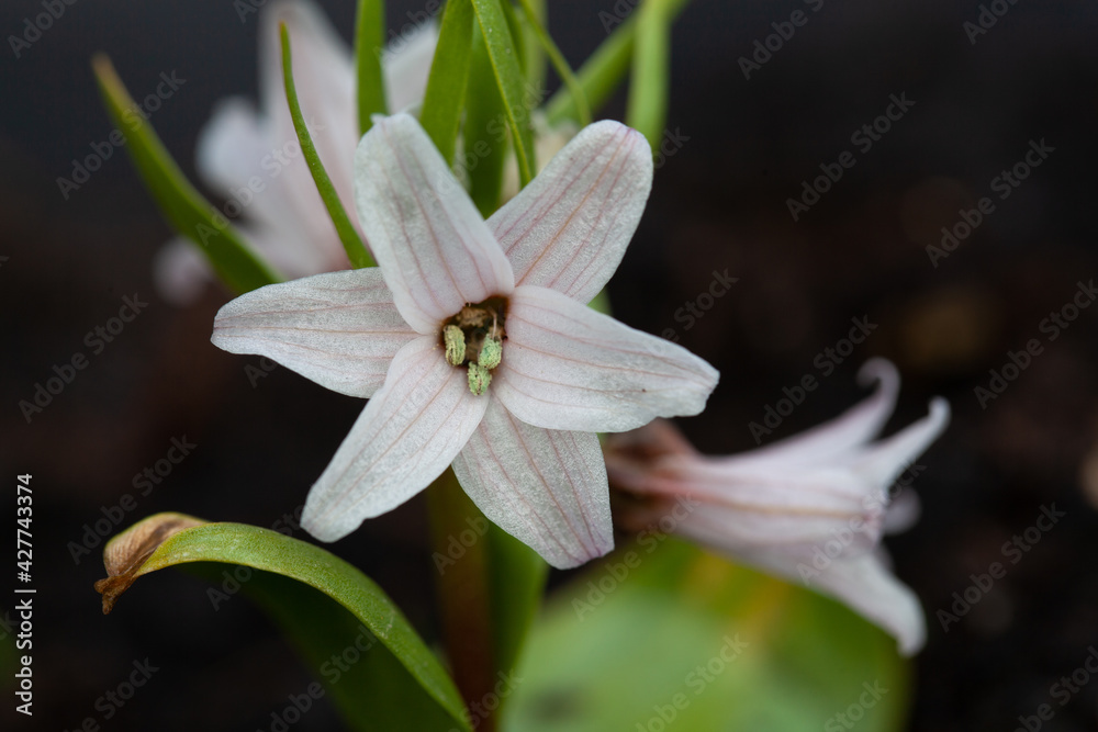 Obraz premium Fritillaria stenanthera