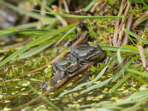 Marsh Frog in Pond