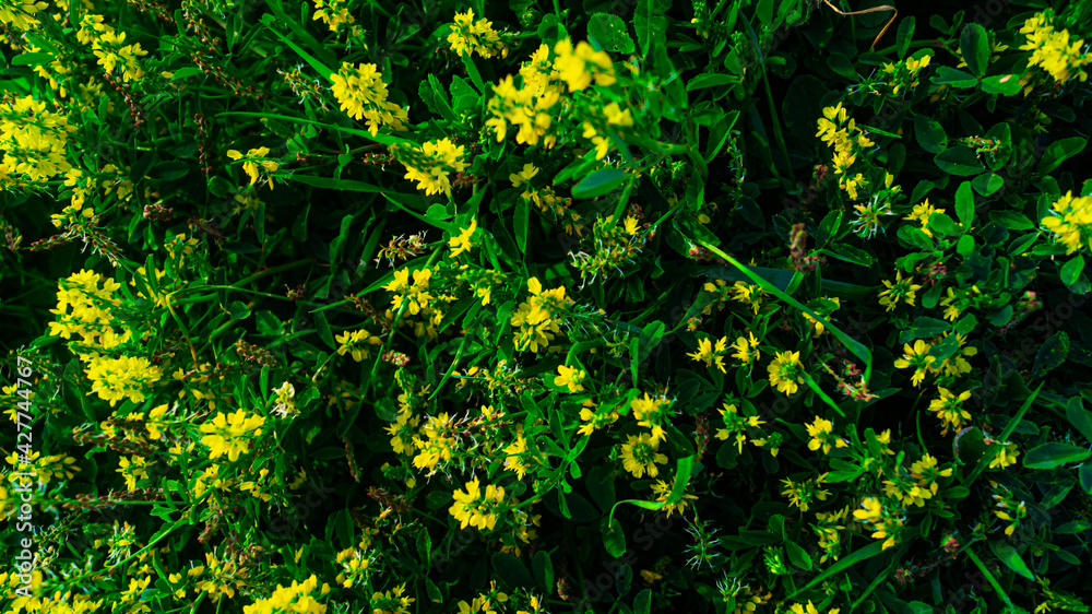 pictures of landscapes and green plants pictures of landscapes and green plants